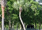 Patriots Point Submarine Memorial Park 5-4-2016 (2) - Copy